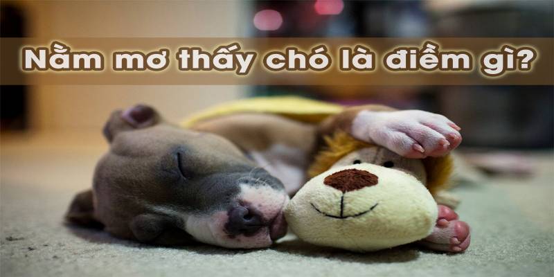Luận giải hình ảnh con chó trong giấc chiêm bao