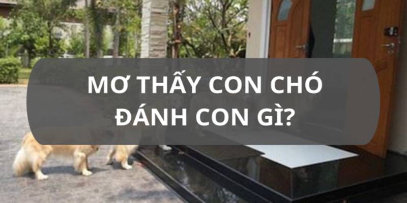 Ngủ Mơ Thấy Chó Đánh Số Mấy Được Các Chuyên Gia Giải Mã