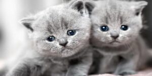 Ngủ Mơ Thấy Mèo Đánh Số Mấy - Bỏ Túi Các Con Số May Mắn