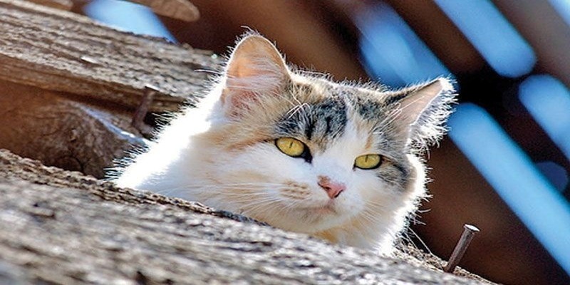 Ngủ mơ thấy mèo đánh số mấy tân thủ nên biết