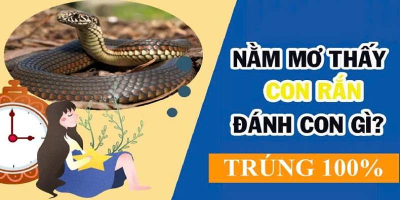Ngủ Mơ Thấy Rắn Đánh Số Gì Để Nhận Cơ Hội Đổi Đời Cực Nhanh